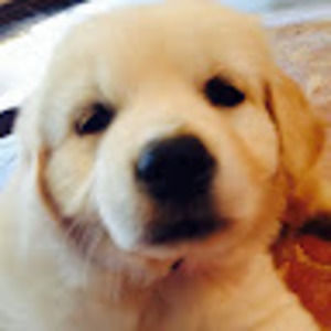 Meet your Posher, Harry